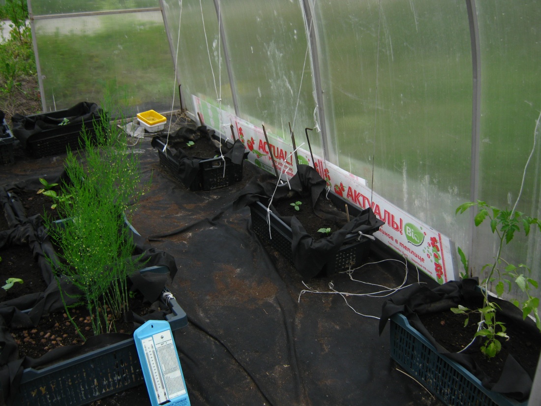 СафПласт продолжает проводить исследования по влиянию био-слоя сотового поликарбоната для теплиц на рост овощных культур.