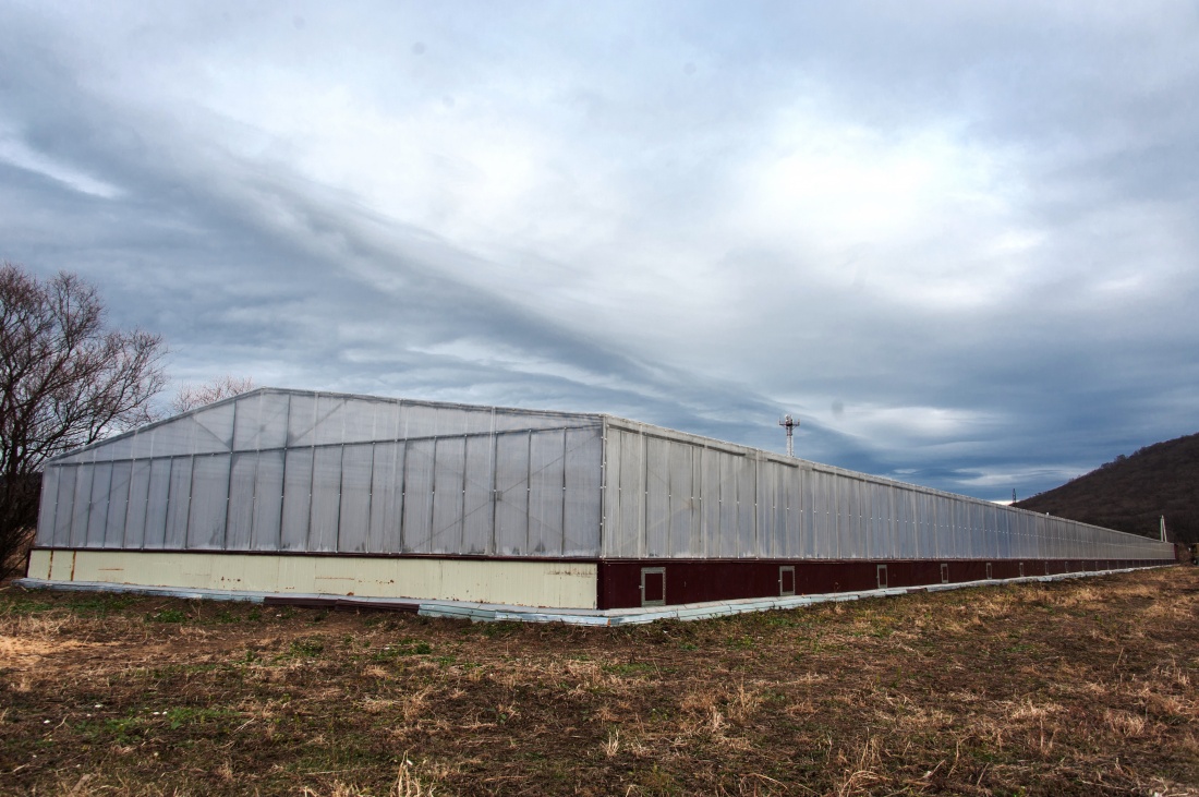Фермерская теплица в г. Владивосток покрыта сотовым поликарбонатом Rational «Казанский» 10мм